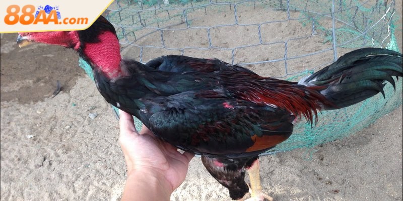 Cách chăm sóc gà đá đảm bảo chiến kê phát triển mạnh mẽ, hiệu quả thi đấu