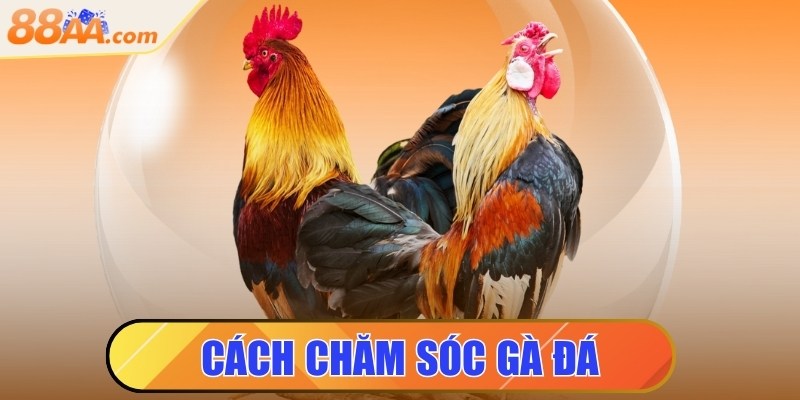 Cách chăm sóc gà đá đúng chuẩn giúp sung mãn, bền sức