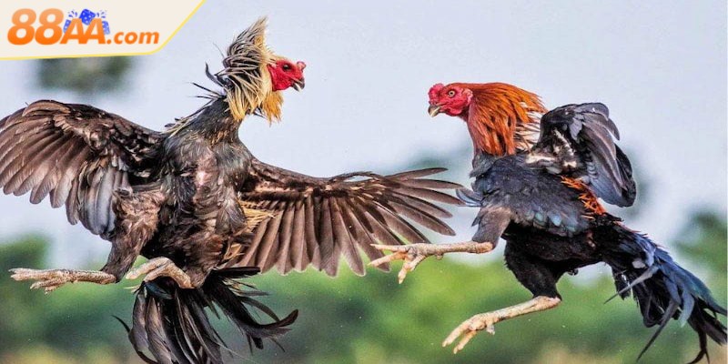Đá gà 88aa là một trong những sảnh chơi được đầu tư kỹ lưỡng