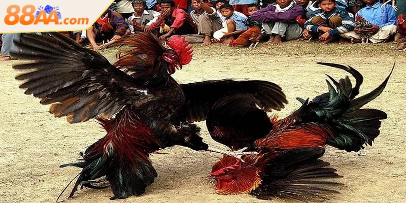 Đá gà cựa sắt hấp dẫn và thu hút nhiều người chơi bởi những ưu điểm nổi bật